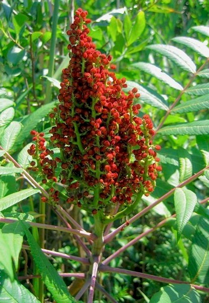 delicious spice the sumac