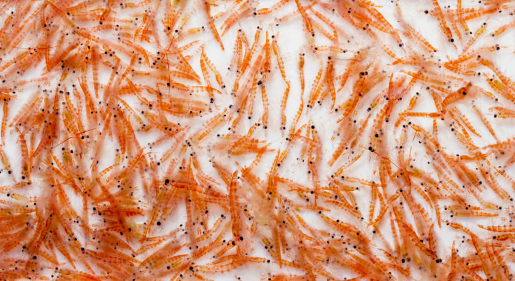 krill oil